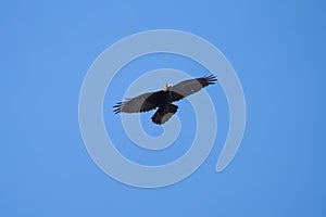 Common raven flying in the sky