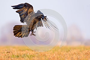 Common Raven gets down from fast flight with spreaded claws and wings