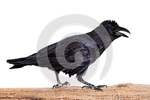 Common Raven isolated on white