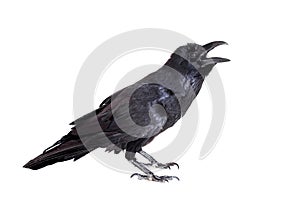 Common Raven isolated on white