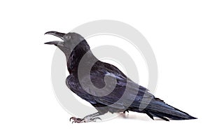 Common Raven isolated on white