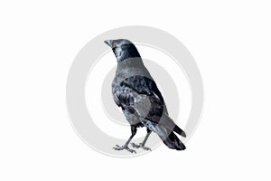 Common Raven - isolated on a white background
