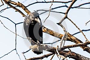 Common Raven perched