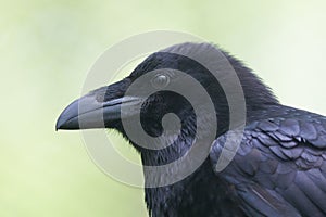 Common Raven portrait