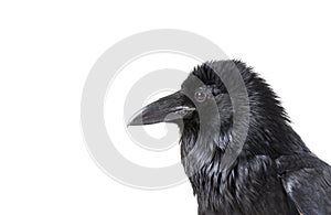 Common Raven in profile looking at camera