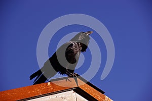 Common raven, on roof in early morning