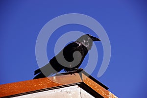 Common raven, on roof in early morning