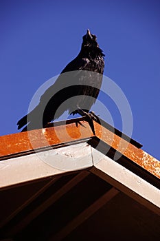 Common raven, on roof in early morning