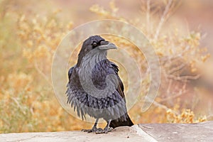 Common Raven with Ruffled Feathers