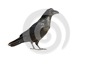 Common raven standing in nature isolated on white background.