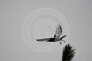 Common raven taking flight