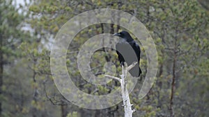 Common Raven on tree