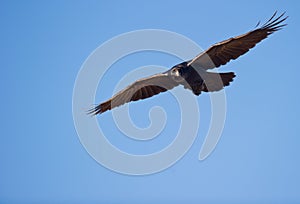 A Common Raven watching from above