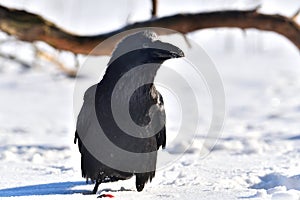 The common raven (Corvus corax) is a species of large sedentary black bird of the crow family