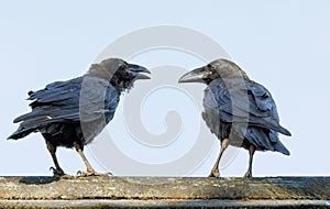 Common Ravens - Corvus corax having a chat.