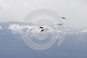 Common Ravens fly high over a forested and snowy valley behind Mount Benson on Vancouver Island