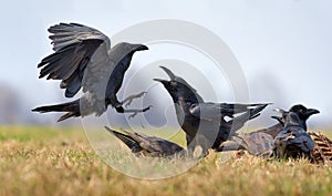 Common ravens interactions â€“ fierce conflict between two birds for carrion