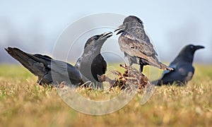 Common ravens interactions â€“ hard argue between two birds for food