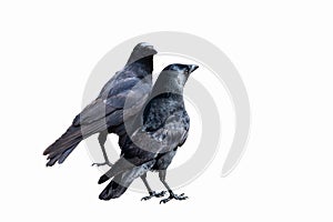 Common Ravens - isolated on a white background