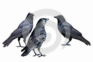 Common Ravens - isolated on a white background