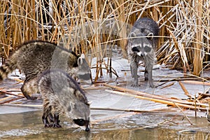 Common Raccoons photo