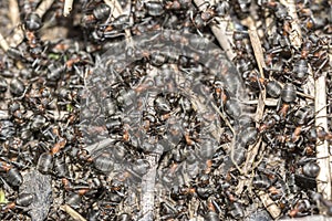 Common red ant face closeup macro,colony