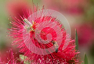 Common red bottlebrush Melaleuca citrina close-up flower with honeybee