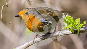 Common red breasted Robin bird on branch