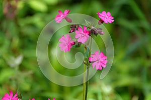 Red campion wild flowers in England. photo