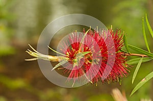 Common red, crimson or lemon bottlebrush callistemon citrinus flower