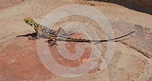 The common, red-headed rock or rainbow agama