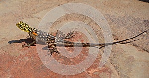 The common, red-headed rock or rainbow agama