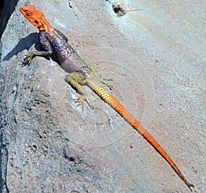 The common, red-headed rock or rainbow agama