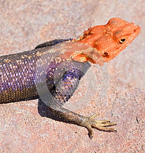 The common, red-headed rock or rainbow agama