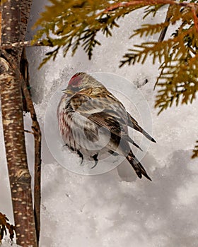 Common Red poll Photo and Image. Close-up profile rear view in the winter season perched with a blur forest background in its