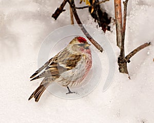 Common Red poll Photo and Image. Close-up profile side view in the winter season standing on snow with a blur background in its