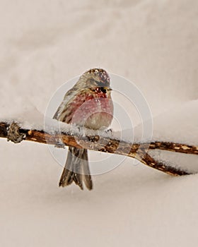 Common Red poll Photo and Image. Front view in the winter season perched with a white background and falling snow on the bird in