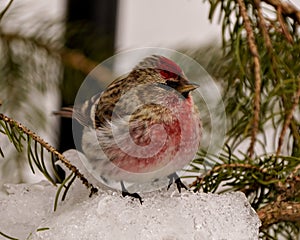 Common Red poll Photo and Image. Red poll close-up profile view, standing on snow with cedar branches in its environment and