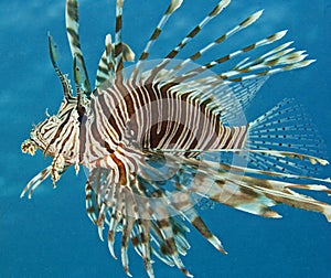 Common Red Sea lionfish