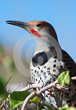 Common (Red Shafted) Flicker