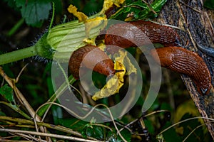 Common red slug in the grass .Snail with lettuce leaf