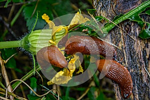 Common red slug in the grass .Snail with lettuce leaf