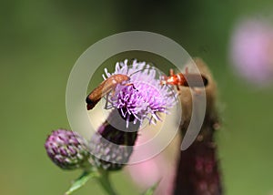 Common red soldier beetle