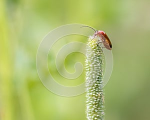 Common red soldier beetle