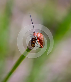 Common red soldier beetle on a grass