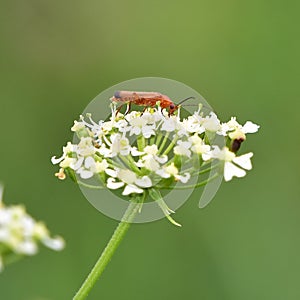 Common red soldier beetle