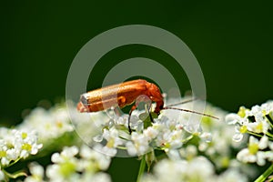 Common Red Soldier Beetle