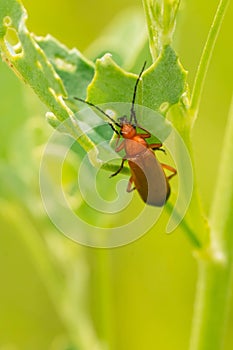 Common Red Soldier Beetle - Rhagonycha fulva