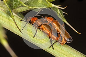 Common Red Soldier Beetle