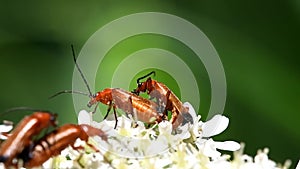 Common Red Soldier Beetle, Soldier Beetle, Rhagonycha fulva